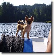 Chihuahua