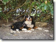 Berner Sennenhund