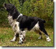 English Springer Spaniel