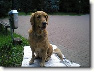 Golden Retriever