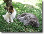 Papillon
