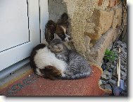 Papillon