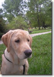 Labrador Retriever