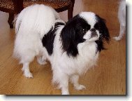 Chin, Japanese Chin