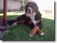 Berner Sennenhund