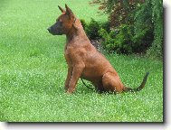 Thailand-Ridgeback