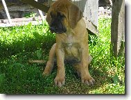 Tosa Inu, Japanese Fighting Dog