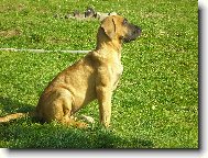 Tosa Inu, Japanese Fighting Dog