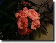 Nerium oleander