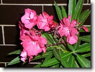 Nerium oleander