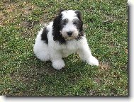 Polish lowland sheepdog \(Dog standard\)