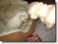 Bichon á poil frisé, Bichon Frise