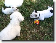 Bichon á poil frisé, Bichon Frise