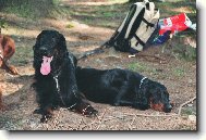 Gordon setter \(Dog standard\)