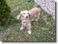 English Cocker Spaniel