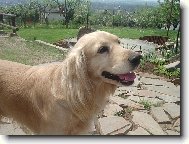 English Cocker Spaniel