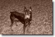 PRAGUE RATTER