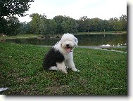 Old english sheepdog \(bobtail\) \(Dog standard\)