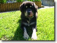 Tibetan Mastiff