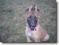 Chien de Berger Belge - Malinois