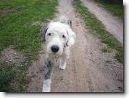 Old english sheepdog \(bobtail\) \(Dog standard\)