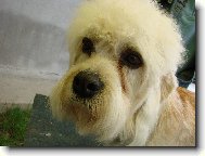 Dandie Dinmont Terrier