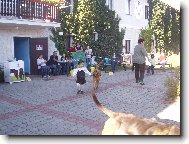 Chien de Saint-Hubert