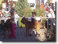 Chien de Saint-Hubert