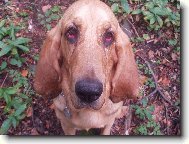 Chien de Saint-Hubert