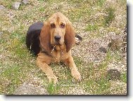 Chien de Saint-Hubert