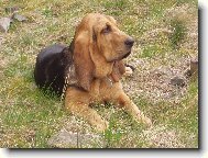 Chien de Saint-Hubert