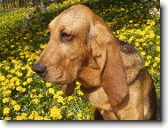 Chien de Saint-Hubert