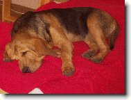 Chien de Saint-Hubert