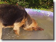 Chien de Saint-Hubert