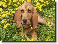 Chien de Saint-Hubert