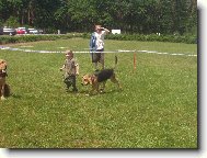 Chien de Saint-Hubert