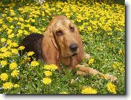 Chien de Saint-Hubert