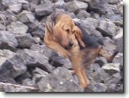 Chien de Saint-Hubert