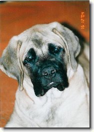 English Mastiff