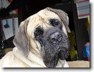 English Mastiff