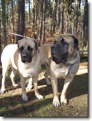 English Mastiff