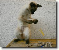 Siamese cat