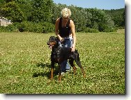 Dobermann, Doberman