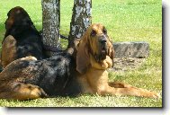 Chien de Saint-Hubert