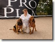 Chien de Saint-Hubert