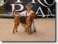 Chien de Saint-Hubert