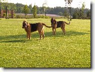 Chien de Saint-Hubert