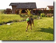 Chien de Saint-Hubert