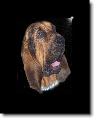 Chien de Saint-Hubert
