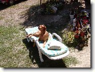 Rövidszörü Magyar Vizsla, Hungarian Short-haired Pointing Dog